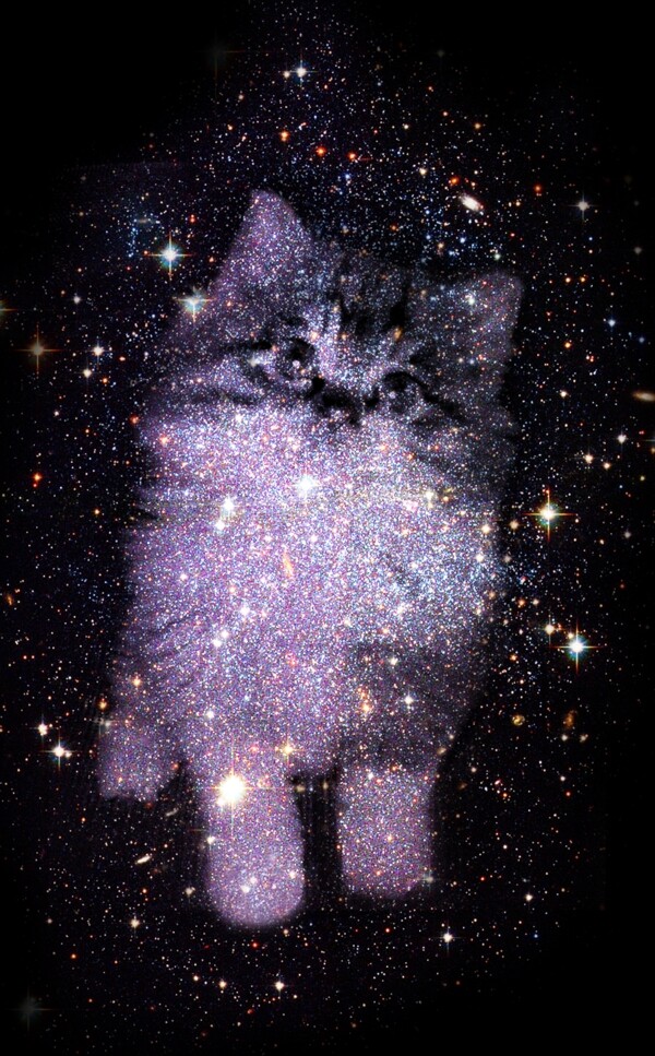 星空中的萌猫