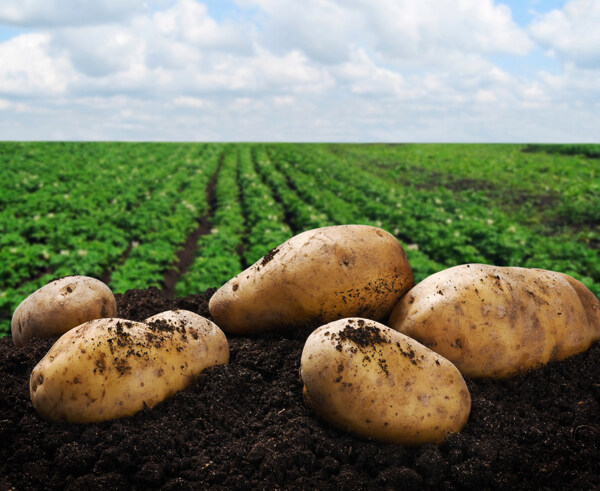 土豆农场图片