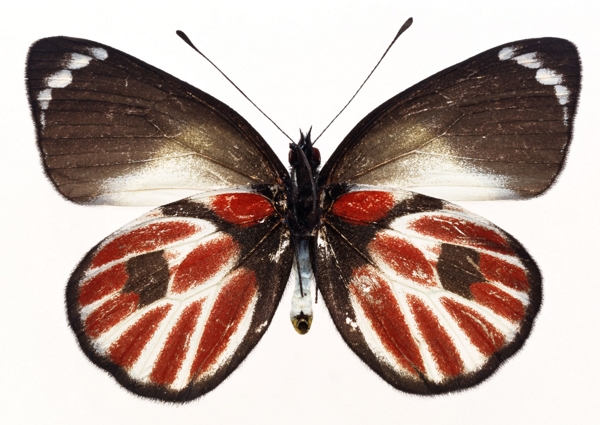 蝴蝶创作原始素材酒红色和棕色翅膀