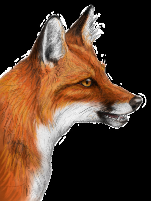 红棕色手绘狐狸免抠png透明图层素材