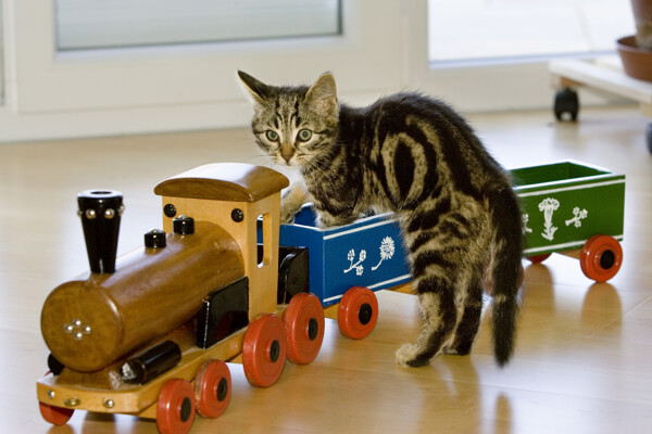 玩玩具车的小猫图片