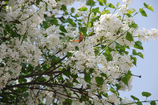 丁香花开图片