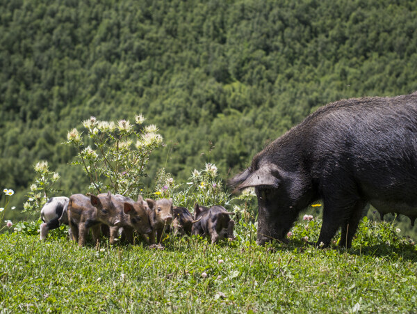 一群可爱的小黑猪图片