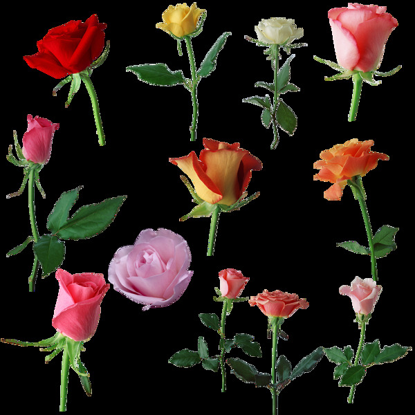 各种颜色玫瑰花png透明素材