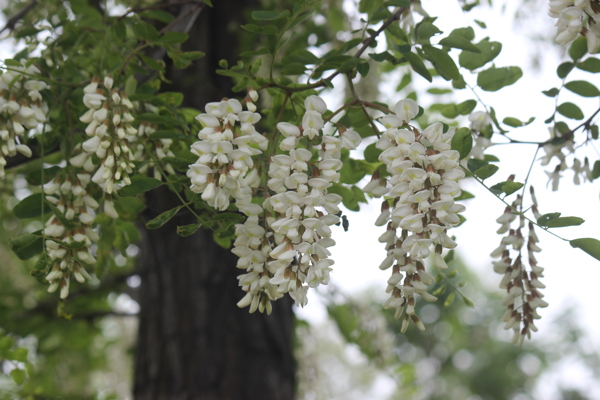 槐花图片