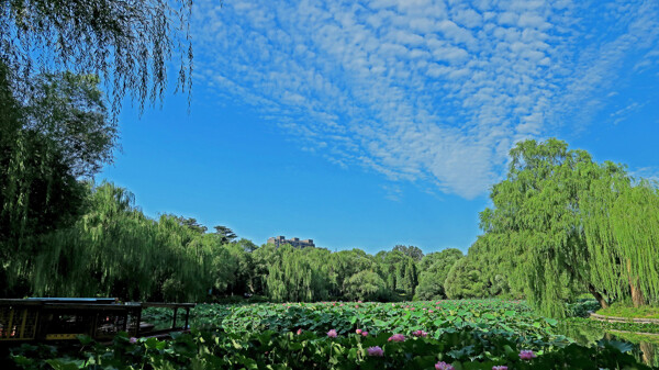 北京紫竹院公园风景