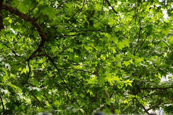 枫树叶子摄影