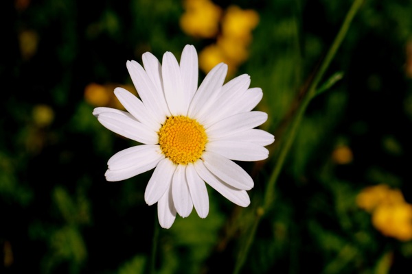 一朵白色雏菊花