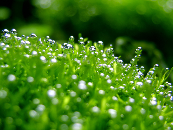 水底植物图片