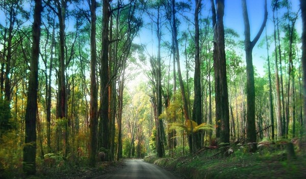 湛江森林公园树林图片