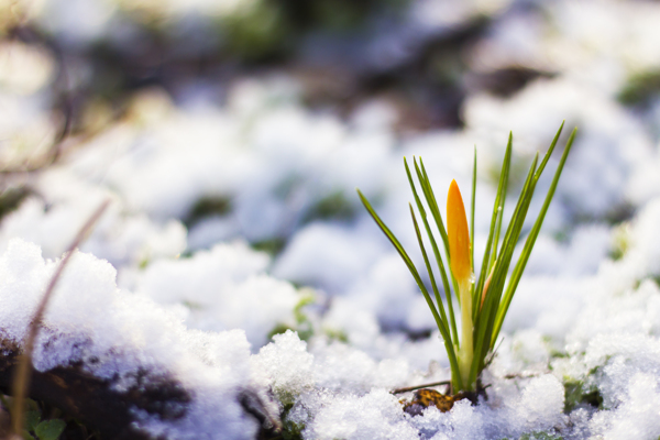 雪地上的鲜花