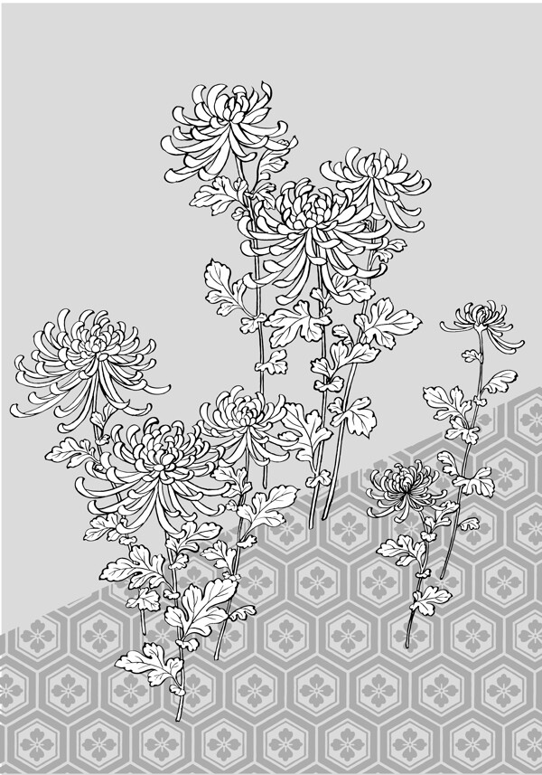 日本线描植物花卉矢量素材39菊花龟甲背景图片