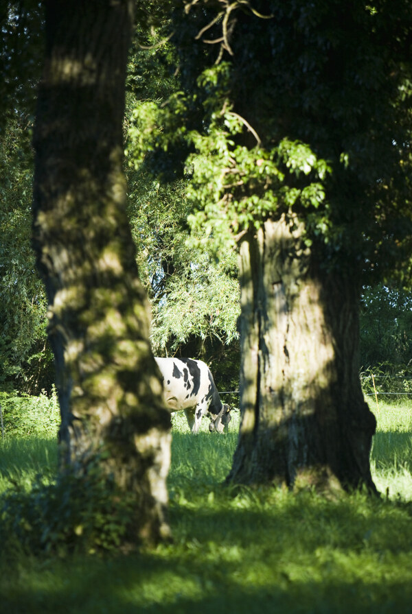 草地上的奶牛风景