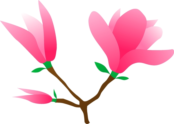 玉兰花丛生植物花朵粉红色白色免抠图