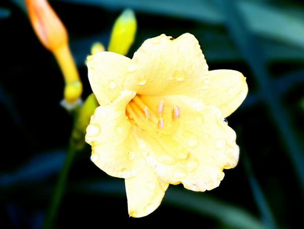 位图植物摄影写实花卉花朵百合免费素材