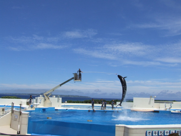 冲绳海豚表演图片