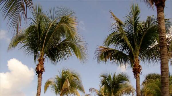 佛罗里达的棕榈树