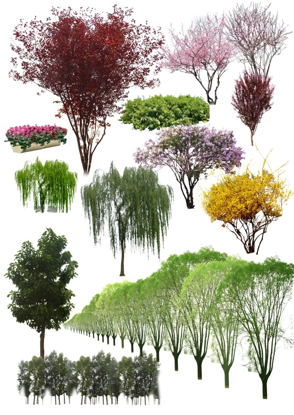 园林植物素材图片