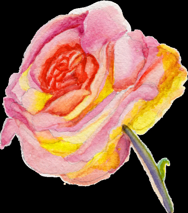 玫瑰花卡通透明素材