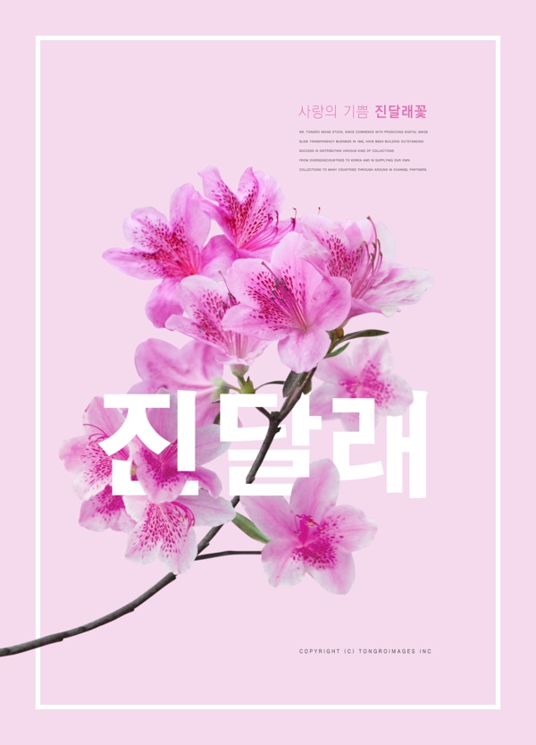 精美韩系粉色百合花促销海报设计