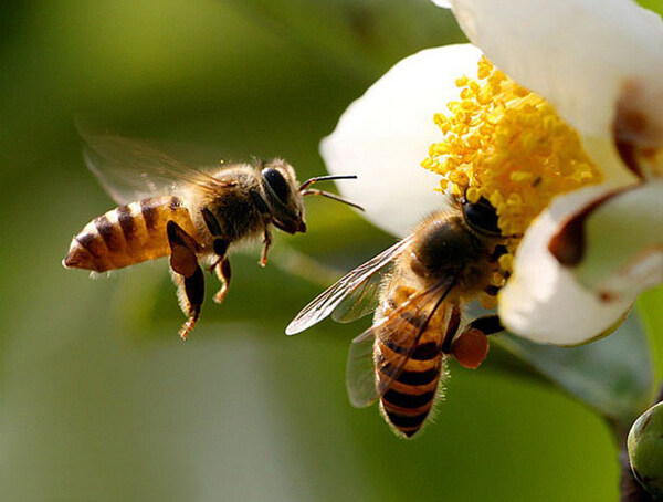 蜜蜂觅食图片