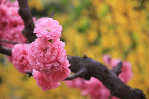 禅意桃花