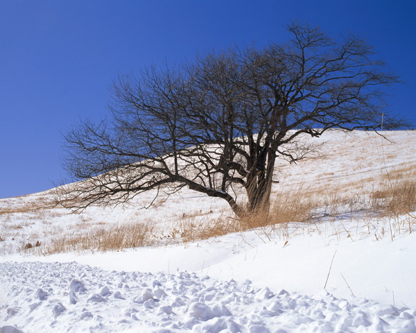 冬天雪景