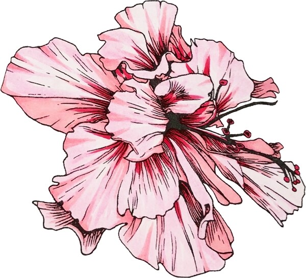 原创插画水彩手绘花卉植物素材