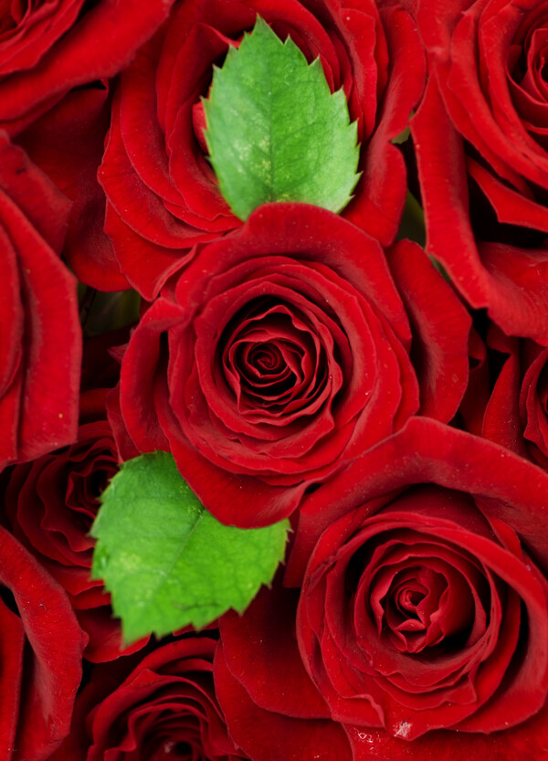红玫瑰与叶子图片