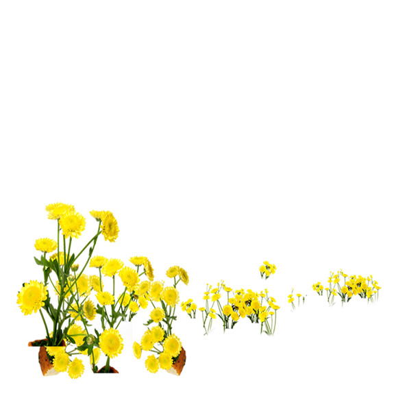 黄色的小花免抠