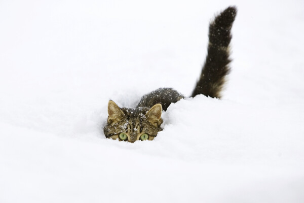 雪地里的猫咪图片