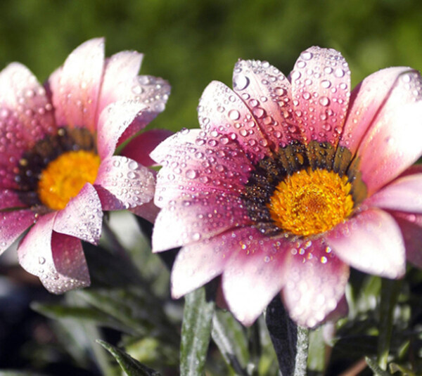 位图植物摄影花卉花朵免费素材