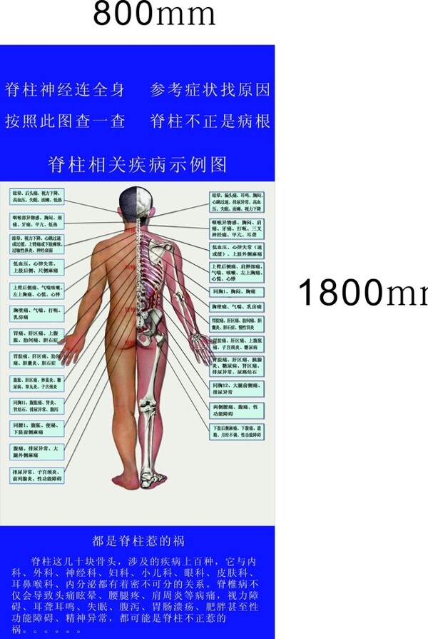 脊柱养生图片