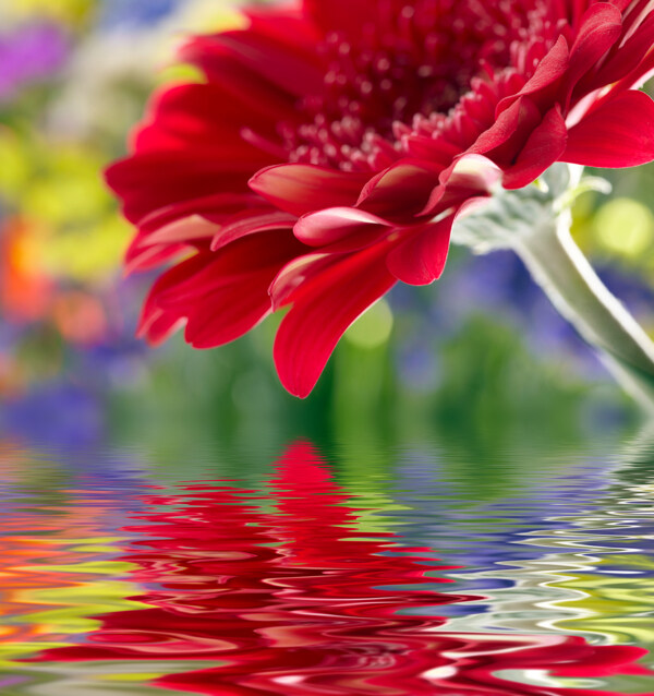 鲜花与水纹背景图片