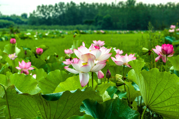 荷花池