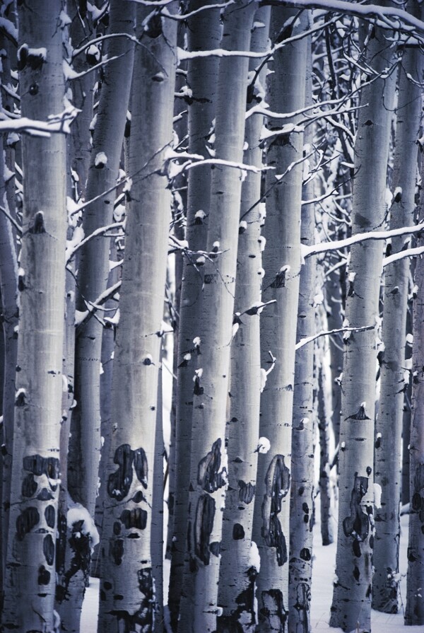 雪地上的梧桐树图片