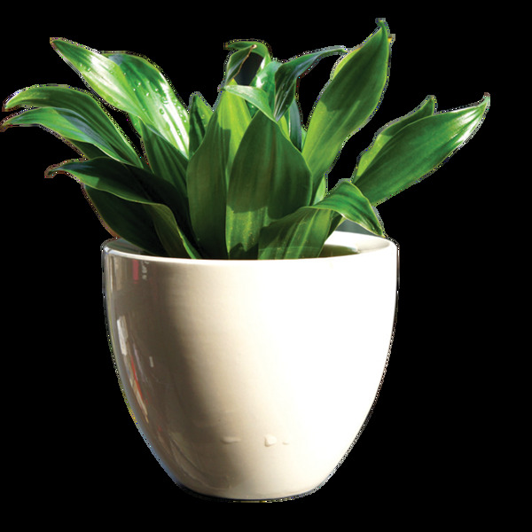 陶瓷花盆唯美高清素材绿植