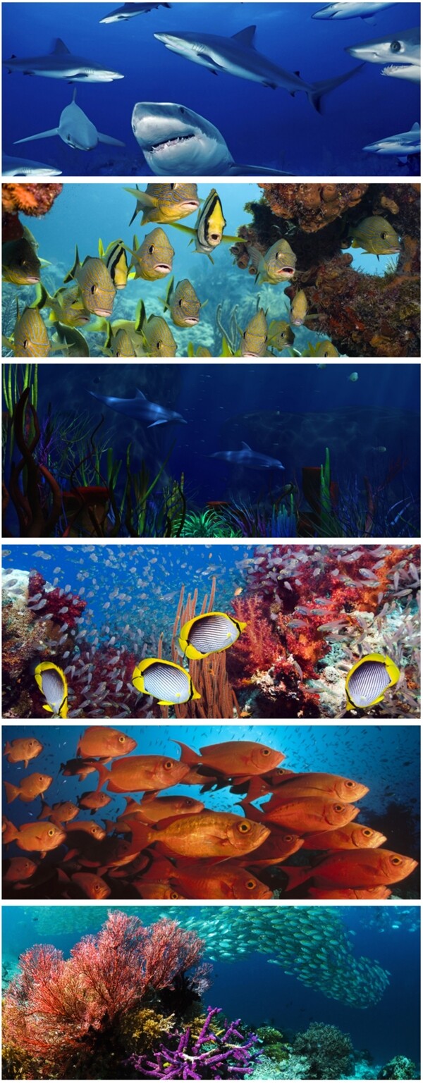 美丽的海底世界