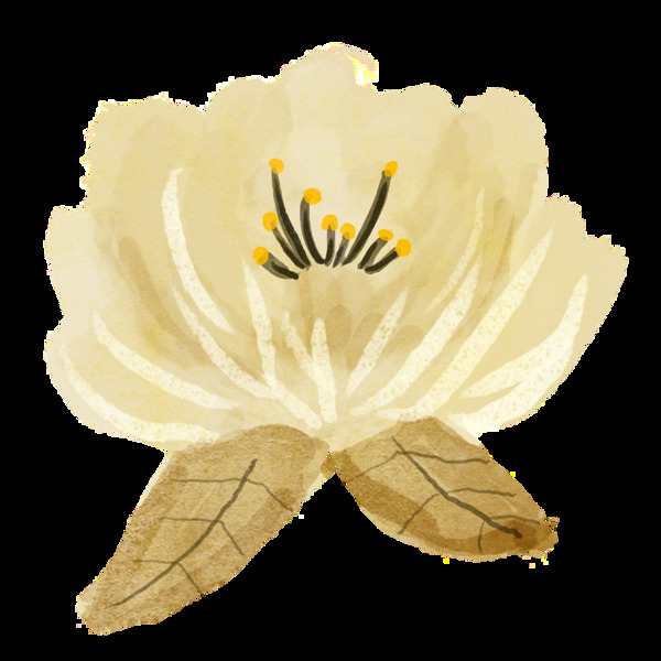 手绘古典唯美花朵PNG透明素材