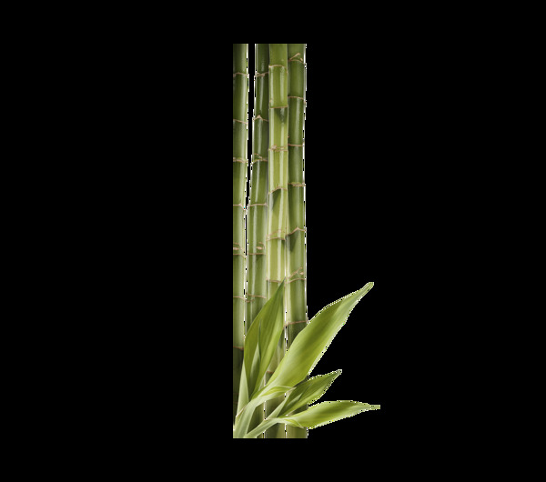 绿色竹子png元素