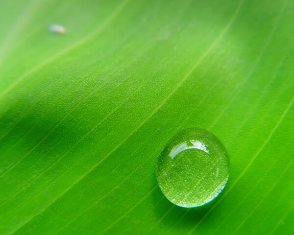 高清露珠植物矢量壁纸素材