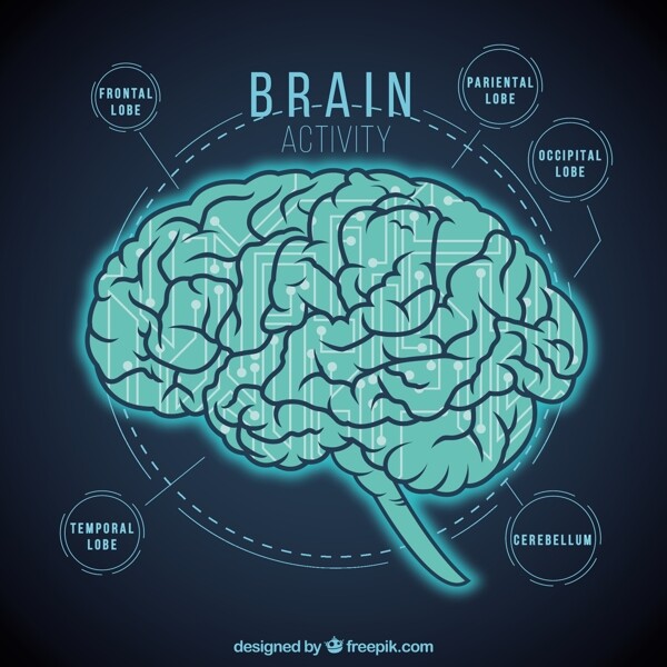 大脑活动的信息图表