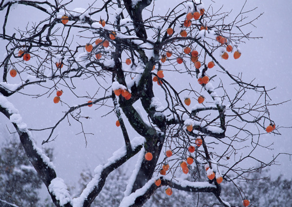雪中柿子图片