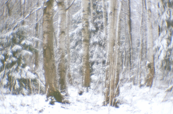 美丽树林雪景