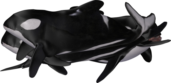 鲸鱼抹香鲸Photoshop动物笔刷
