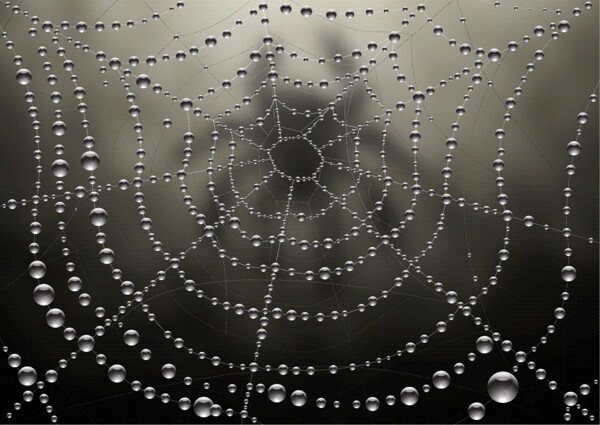 露水的蜘蛛网