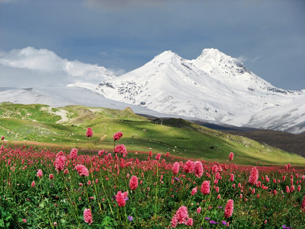 雪山下的野花图片素材