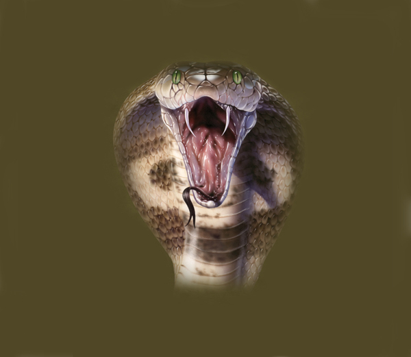 位图动物动物特写蛇色彩免费素材