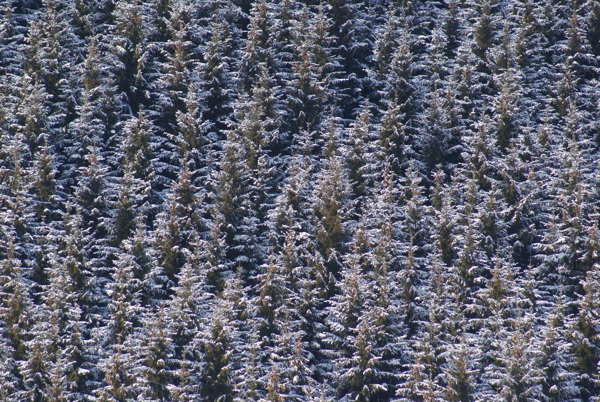 雪中的枝桠