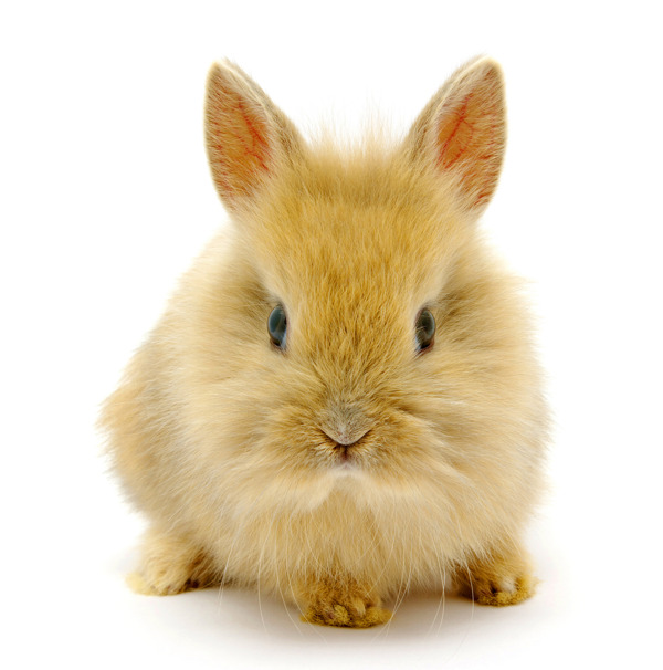 可爱的小兔子2高清图片
